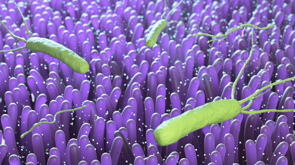 Hovězí laktoferin je účinný při potlačování kolonií Helicobacter pylori v lidském žaludku