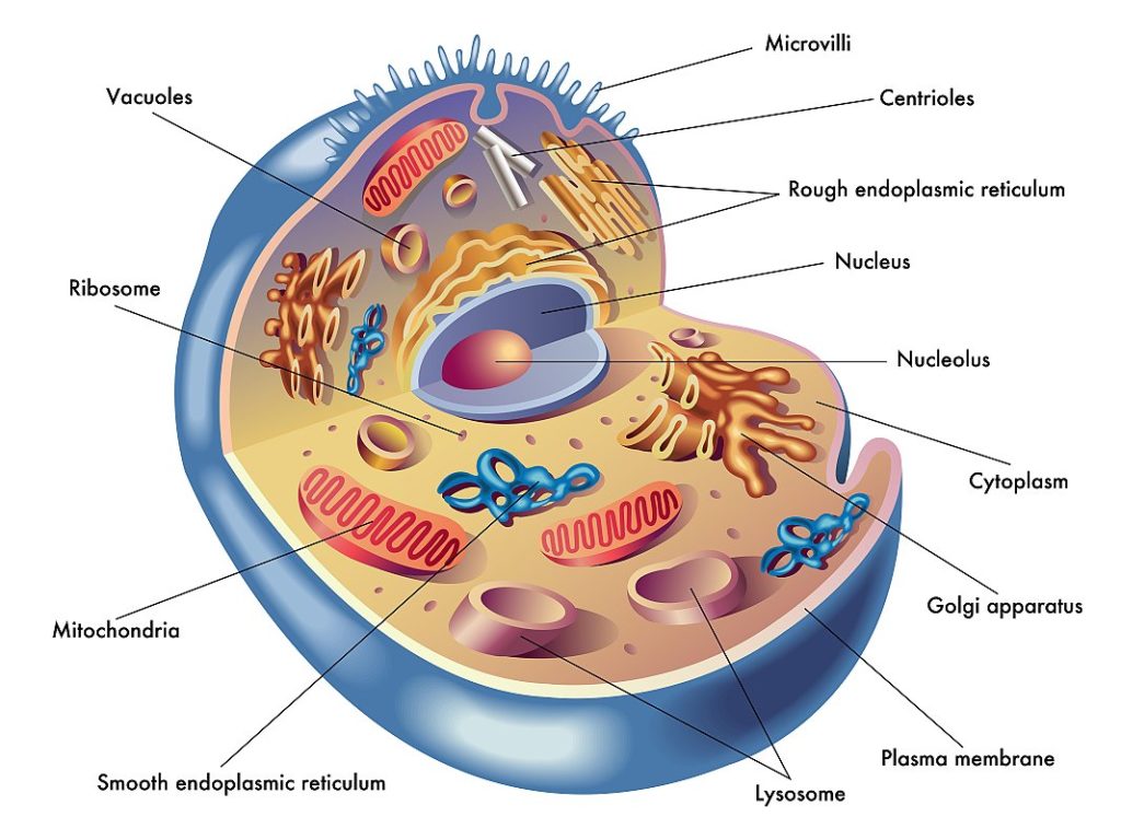 Regenerace mitochondrií, část I: Dysfunkce, výživa a stárnutí